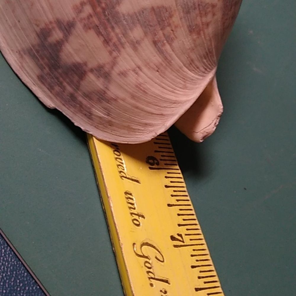 Decorative Seashell with Intricate Patterns - Picture 6 of 6